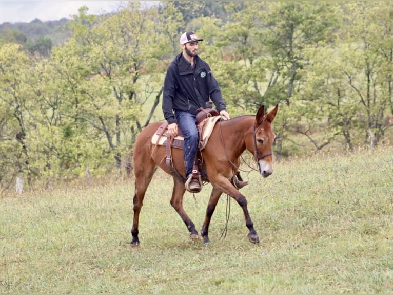 American Quarter Horse Stute 11 Jahre 150 cm Rotbrauner in Brooksville KY