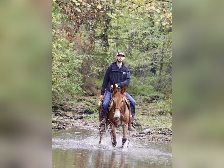 American Quarter Horse Stute 11 Jahre 150 cm Rotbrauner in Brooksville KY