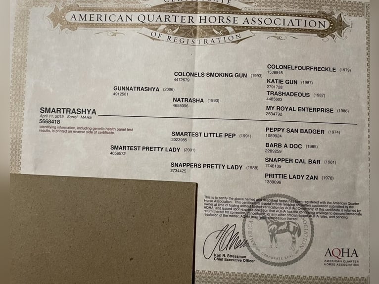 American Quarter Horse Stute 11 Jahre 150 cm  in Ruzsa