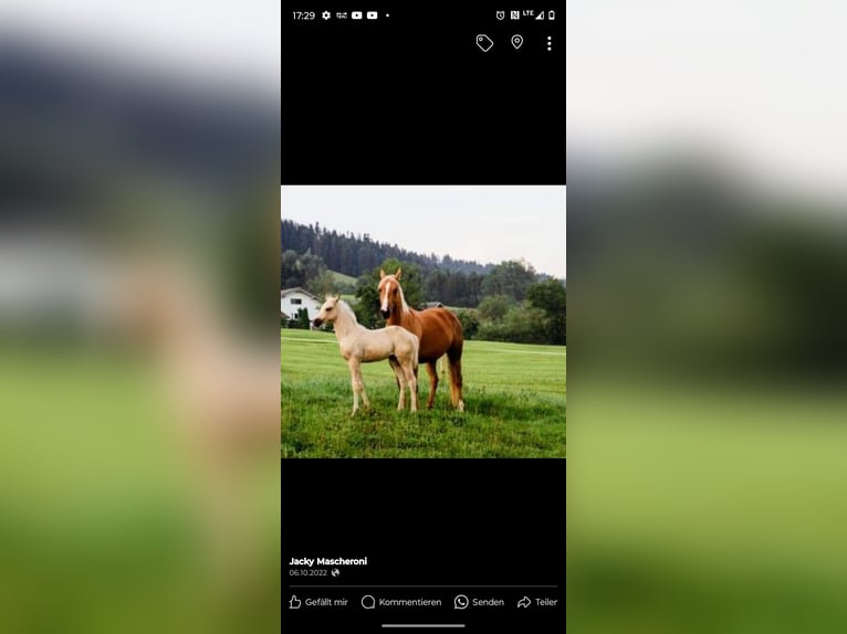 American Quarter Horse Stute 11 Jahre 151 cm Palomino in SulzbergSulzberg