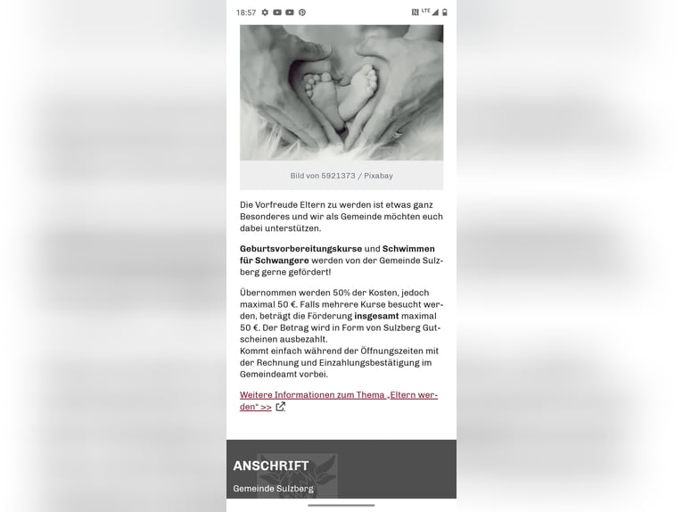 American Quarter Horse Stute 11 Jahre 151 cm Palomino in SulzbergSulzberg