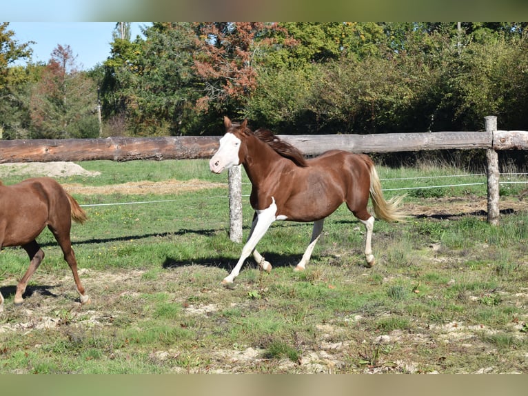 American Quarter Horse Stute 11 Jahre 151 cm Rotfuchs in Châteauneuf-sur-Cher American Quarter Horse Stute 11 Jahre 151 cm Rotfuchs in Châteauneuf-sur-Cher
