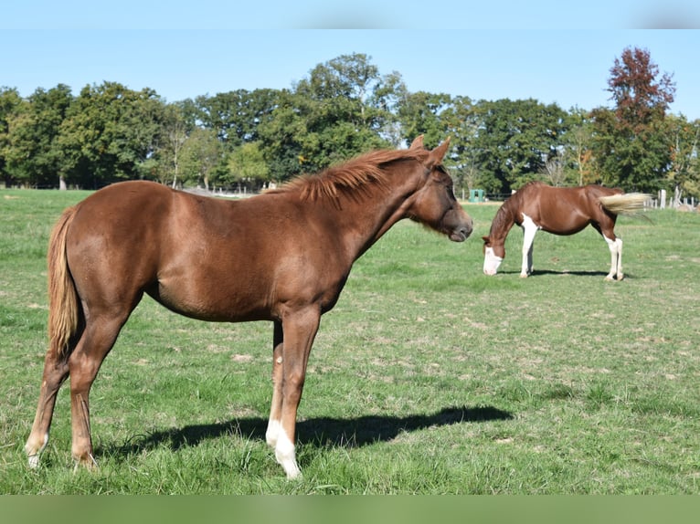 American Quarter Horse Stute 11 Jahre 151 cm Rotfuchs in Châteauneuf-sur-Cher American Quarter Horse Stute 11 Jahre 151 cm Rotfuchs in Châteauneuf-sur-Cher