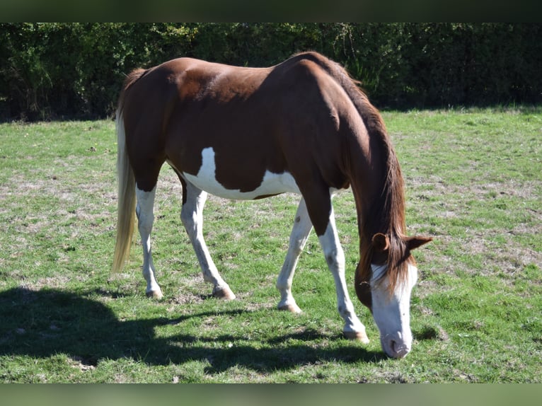 American Quarter Horse Stute 11 Jahre 151 cm Rotfuchs in Châteauneuf-sur-Cher American Quarter Horse Stute 11 Jahre 151 cm Rotfuchs in Châteauneuf-sur-Cher