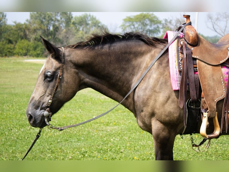 American Quarter Horse Stute 11 Jahre 152 cm Buckskin in Battle Creek
