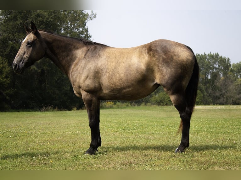 American Quarter Horse Stute 11 Jahre 152 cm Buckskin in Battle Creek