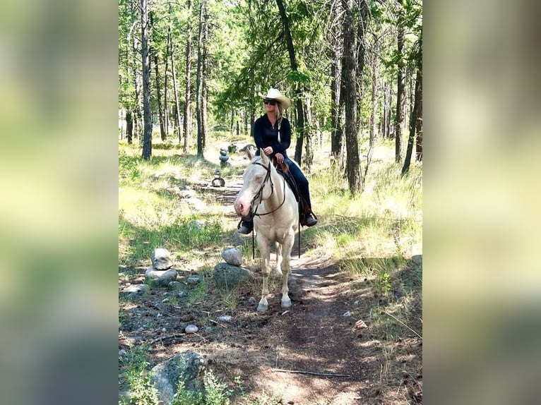 American Quarter Horse Stute 11 Jahre 152 cm Cremello in Austin , texas