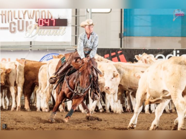 American Quarter Horse Stute 11 Jahre 152 cm Dunkelfuchs in Sinsheim