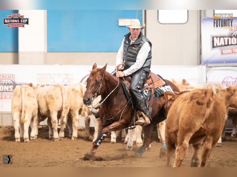 American Quarter Horse Stute 11 Jahre 152 cm Dunkelfuchs in Sinsheim