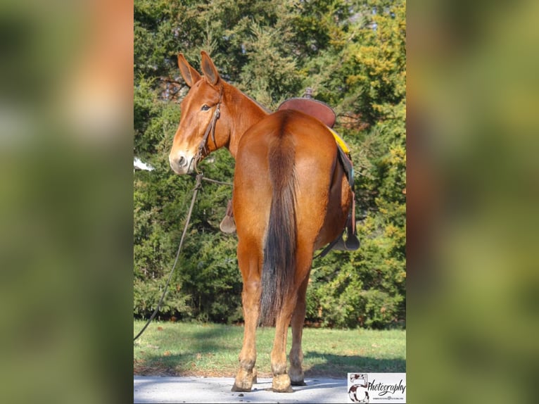 American Quarter Horse Stute 11 Jahre 152 cm Dunkelfuchs in Everett PA