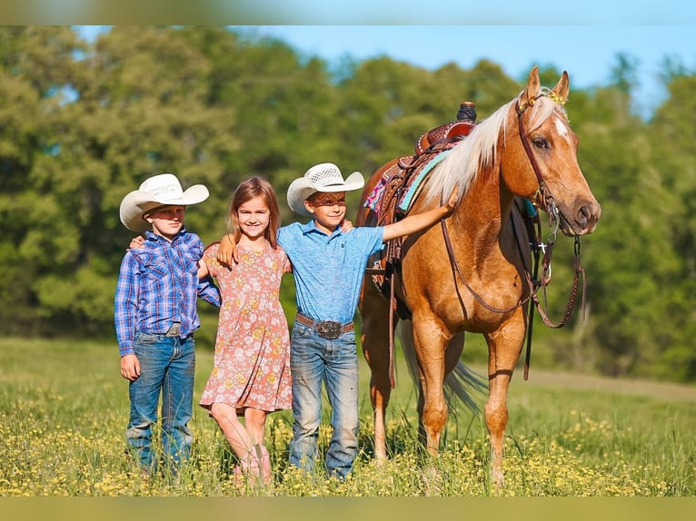 American Quarter Horse Stute 11 Jahre 152 cm Palomino in Lyles