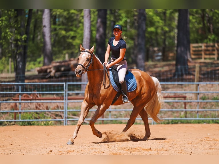 American Quarter Horse Stute 11 Jahre 152 cm Palomino in Lyles