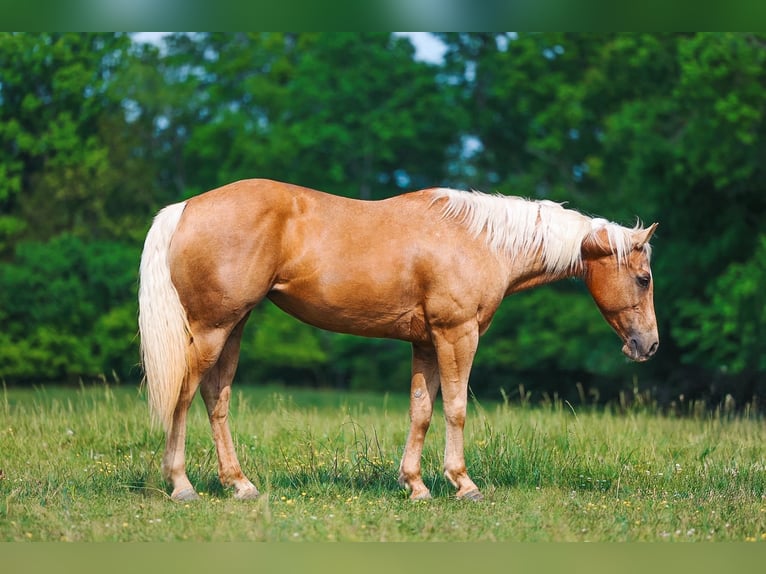 American Quarter Horse Stute 11 Jahre 152 cm Palomino in Lyles