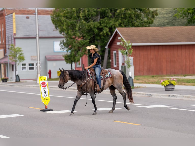 American Quarter Horse Stute 11 Jahre 152 cm Roan-Bay in Nevis