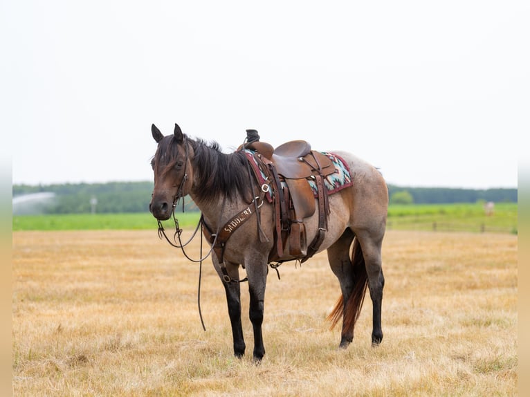 American Quarter Horse Stute 11 Jahre 152 cm Roan-Bay in Nevis