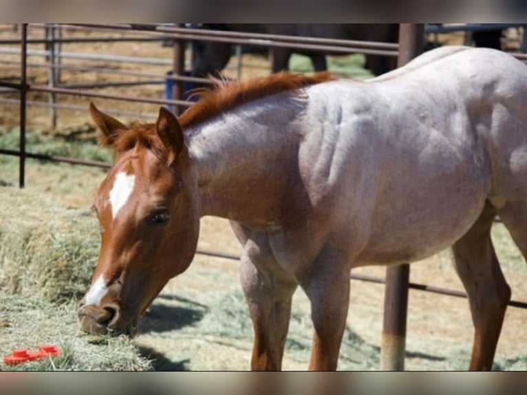 American Quarter Horse Stute 11 Jahre 152 cm Roan-Red in Tonopah