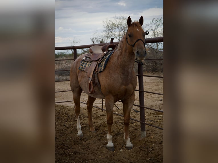 American Quarter Horse Stute 11 Jahre 152 cm Roan-Red in Tonopah