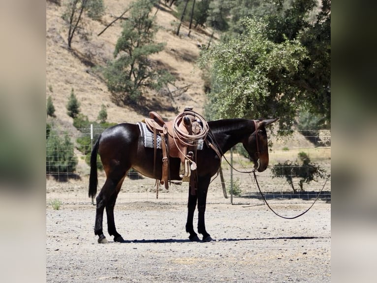 American Quarter Horse Stute 11 Jahre 152 cm Rotbrauner in King City CA