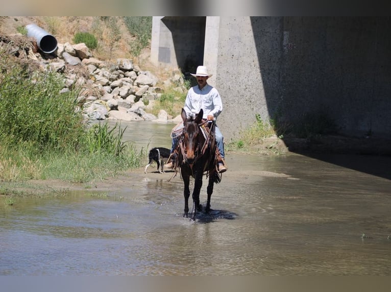 American Quarter Horse Stute 11 Jahre 152 cm Rotbrauner in King City CA