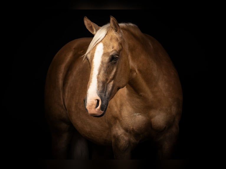 American Quarter Horse Stute 11 Jahre 153 cm Palomino in Haigerloch