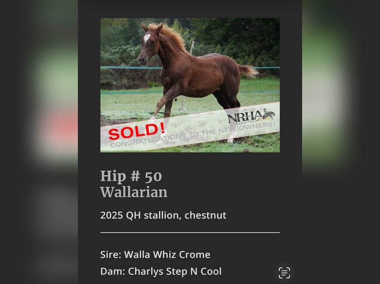 American Quarter Horse Stute 11 Jahre 154 cm Palomino in Haan