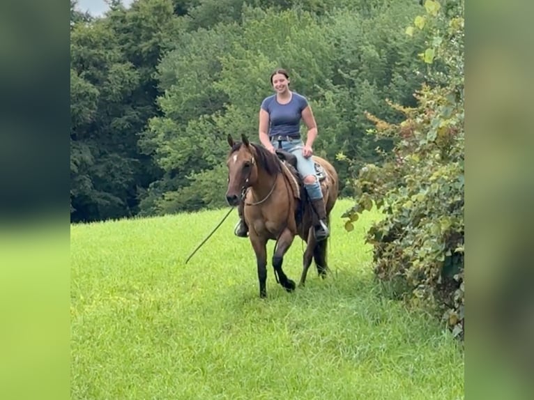 American Quarter Horse Stute 11 Jahre 155 cm Buckskin in Granby, CT