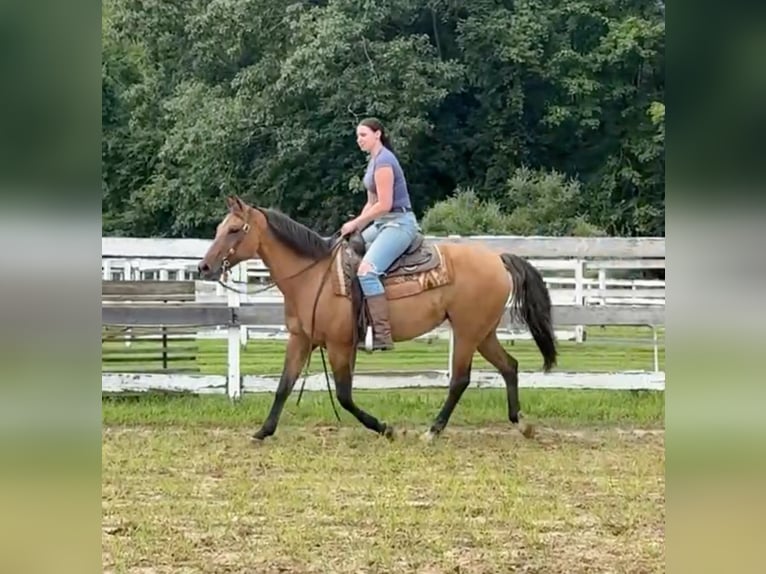 American Quarter Horse Stute 11 Jahre 155 cm Buckskin in Granby, CT