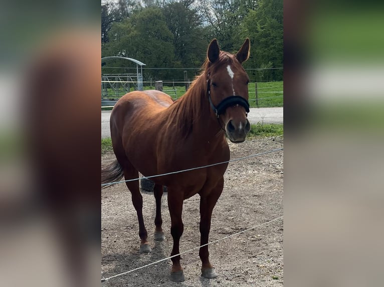 American Quarter Horse Stute 11 Jahre 155 cm Dunkelfuchs in Wasserburg am Inn