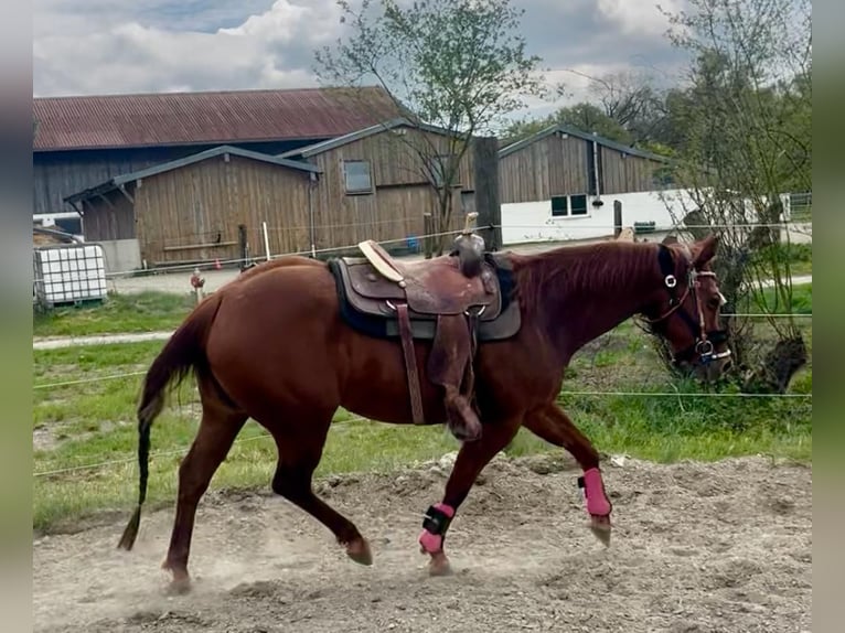 American Quarter Horse Stute 11 Jahre 155 cm Dunkelfuchs in Wasserburg am Inn