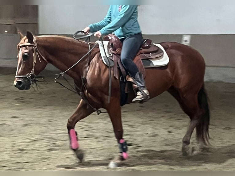 American Quarter Horse Stute 11 Jahre 155 cm Dunkelfuchs in Wasserburg am Inn