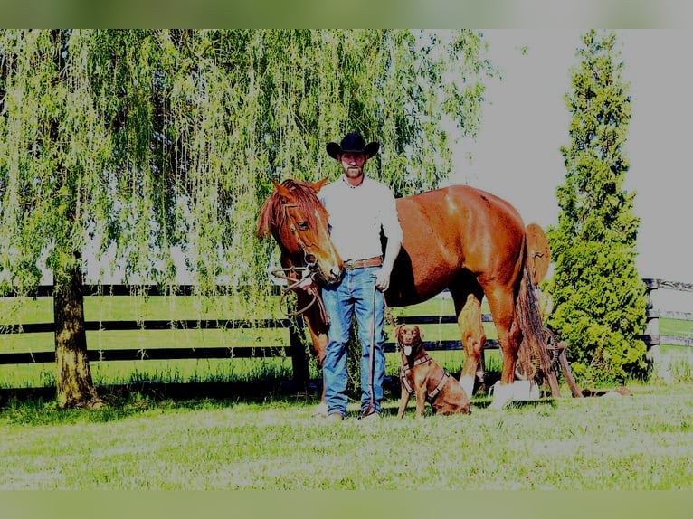 American Quarter Horse Stute 11 Jahre 155 cm Fuchs in Aspach
