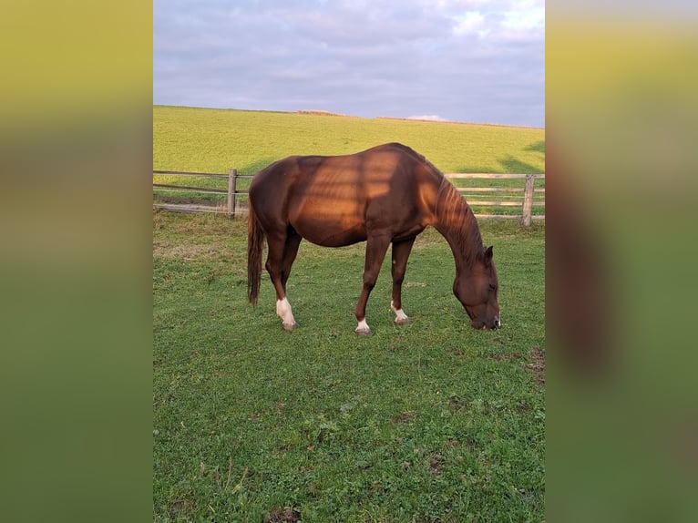 American Quarter Horse Stute 11 Jahre 155 cm Fuchs in Aspach