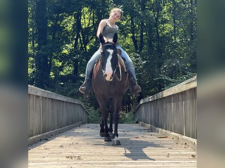 American Quarter Horse Stute 11 Jahre 155 cm Rappe in Granby, CT