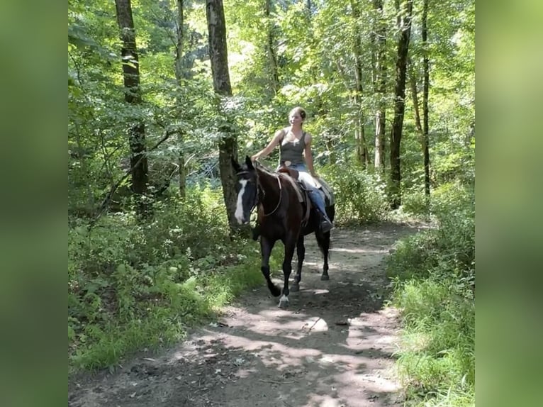 American Quarter Horse Stute 11 Jahre 155 cm Rappe in Granby, CT