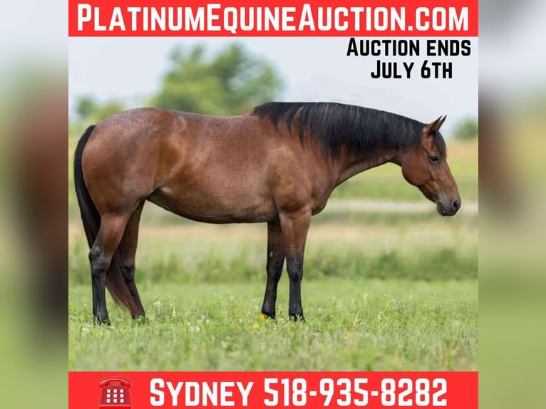 American Quarter Horse Stute 11 Jahre 155 cm Roan-Bay in Granbury TX