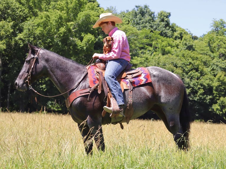 American Quarter Horse Stute 11 Jahre 155 cm Roan-Blue in Culleoka, TN