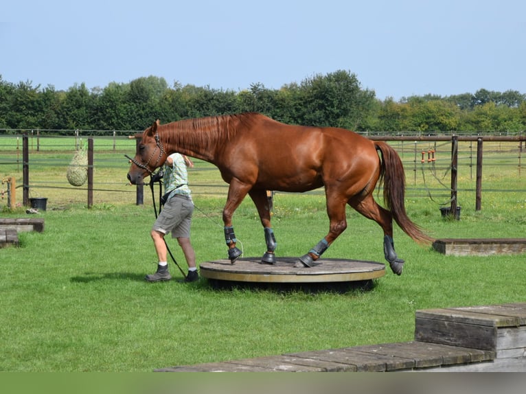American Quarter Horse Stute 11 Jahre 156 cm Fuchs in Sibbesse