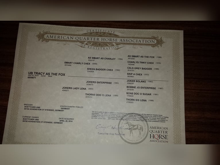 American Quarter Horse Stute 11 Jahre 156 cm Fuchs in Sibbesse