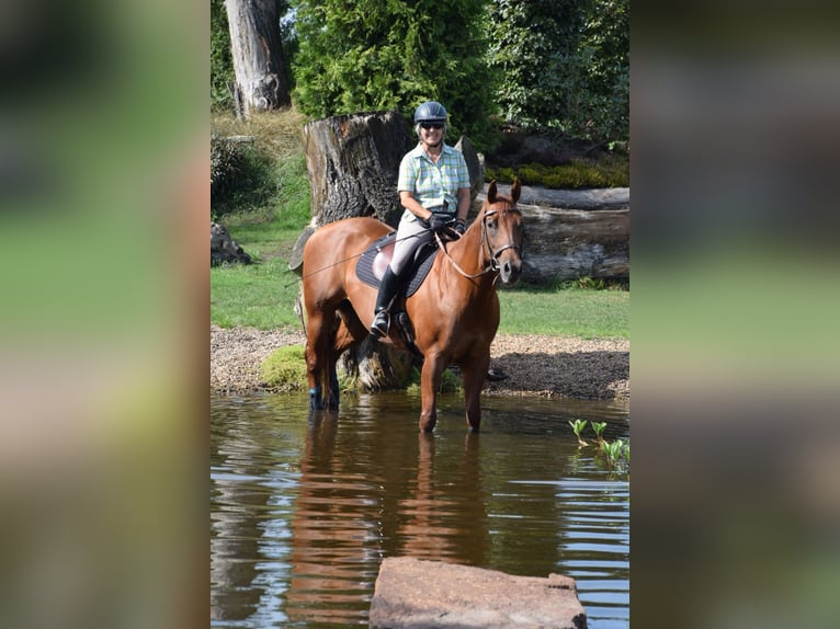American Quarter Horse Stute 11 Jahre 156 cm Fuchs in Sibbesse