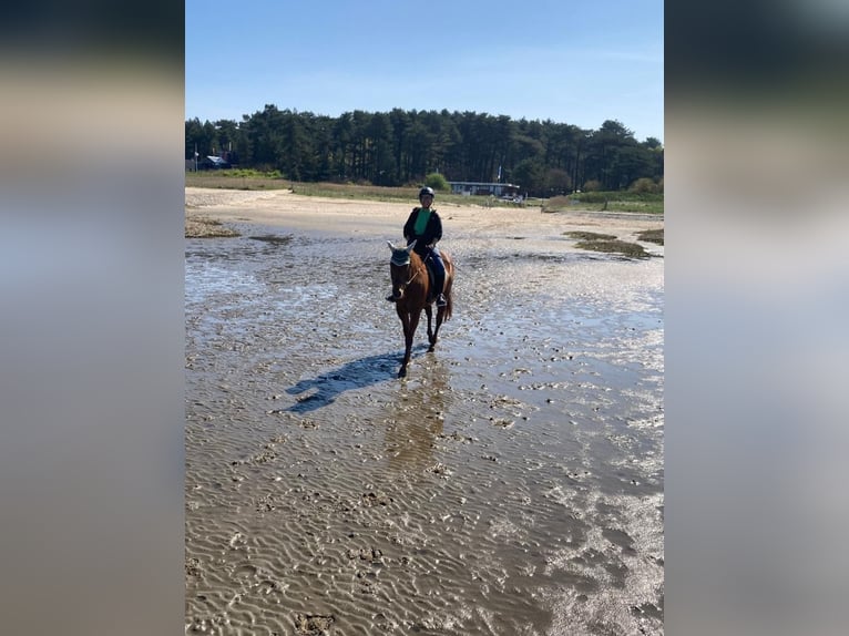 American Quarter Horse Stute 11 Jahre 156 cm Fuchs in Sibbesse