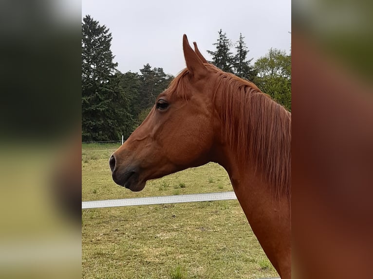 American Quarter Horse Stute 11 Jahre 156 cm Fuchs in Sibbesse