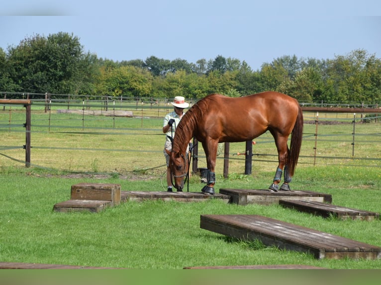 American Quarter Horse Stute 11 Jahre 156 cm Fuchs in Sibbesse