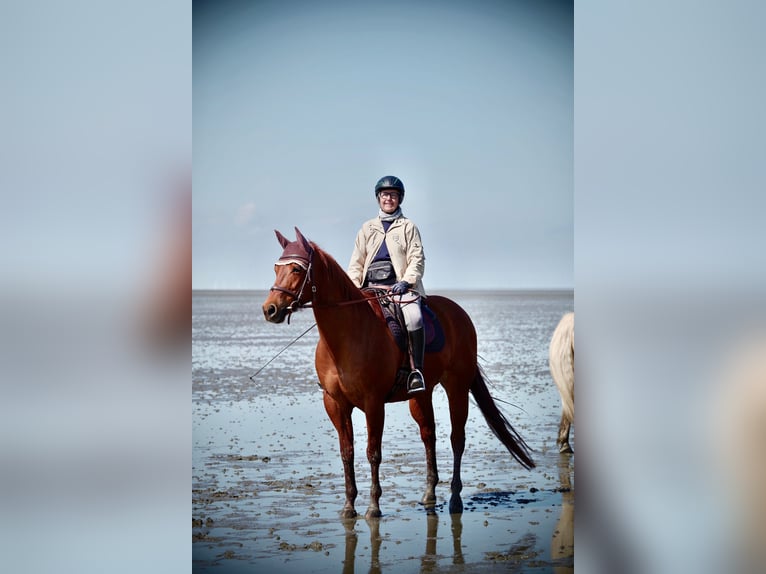 American Quarter Horse Stute 11 Jahre 156 cm Fuchs in Sibbesse