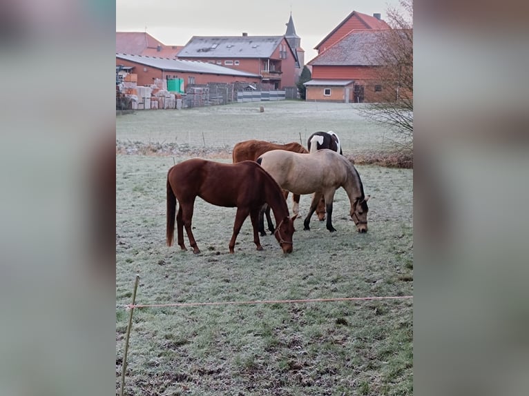 American Quarter Horse Stute 11 Jahre 156 cm Fuchs in Sibbesse