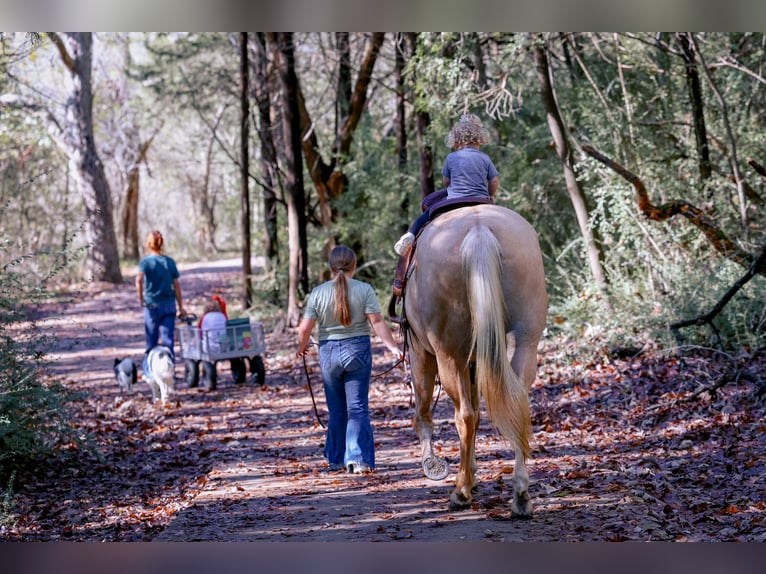 American Quarter Horse Stute 11 Jahre 157 cm Palomino in Forney
