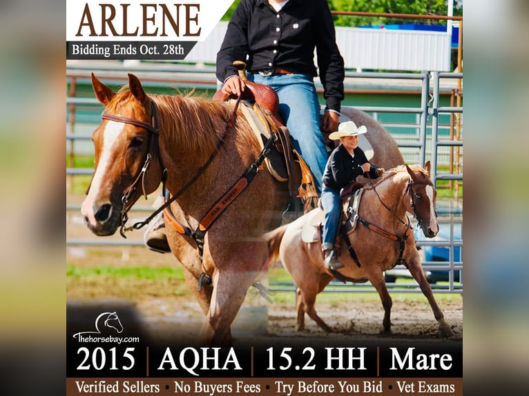 American Quarter Horse Stute 11 Jahre 157 cm Roan-Red in Lake City, MI