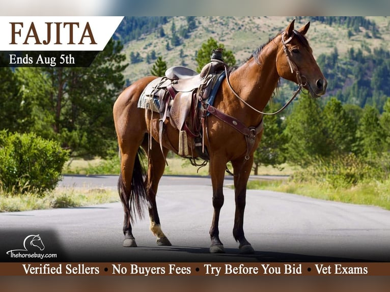 American Quarter Horse Stute 11 Jahre 157 cm Rotbrauner in Fort Collins