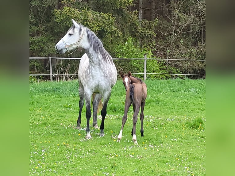 American Quarter Horse Mix Stute 11 Jahre 158 cm Apfelschimmel in Niederriedenni