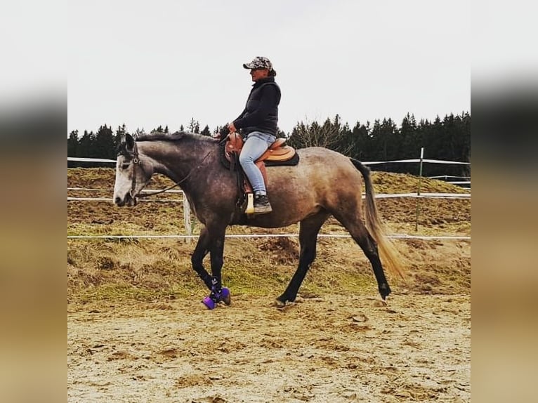 American Quarter Horse Mix Stute 11 Jahre 158 cm Apfelschimmel in Niederriedenni