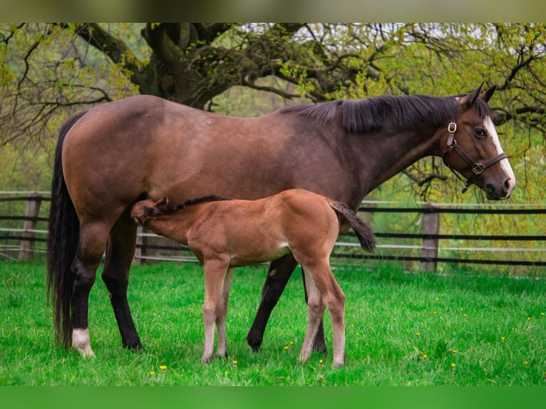 American Quarter Horse Stute 11 Jahre 158 cm Brauner in Kail